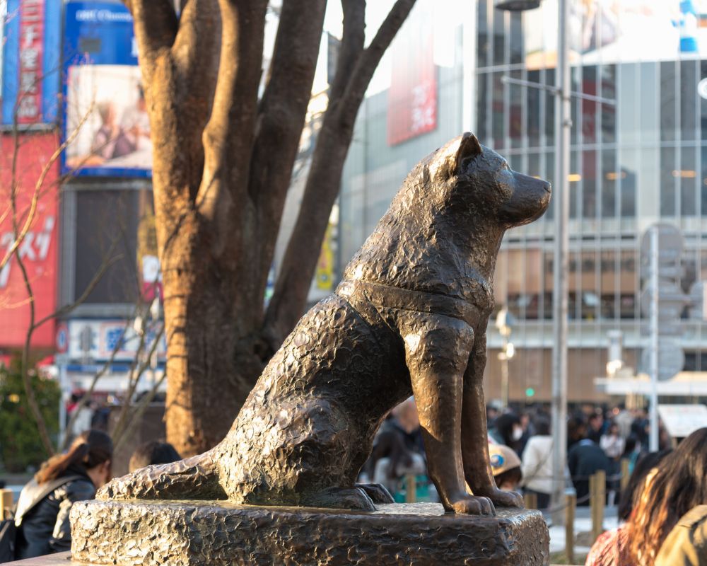 Hachiko Statue | Japan Insider