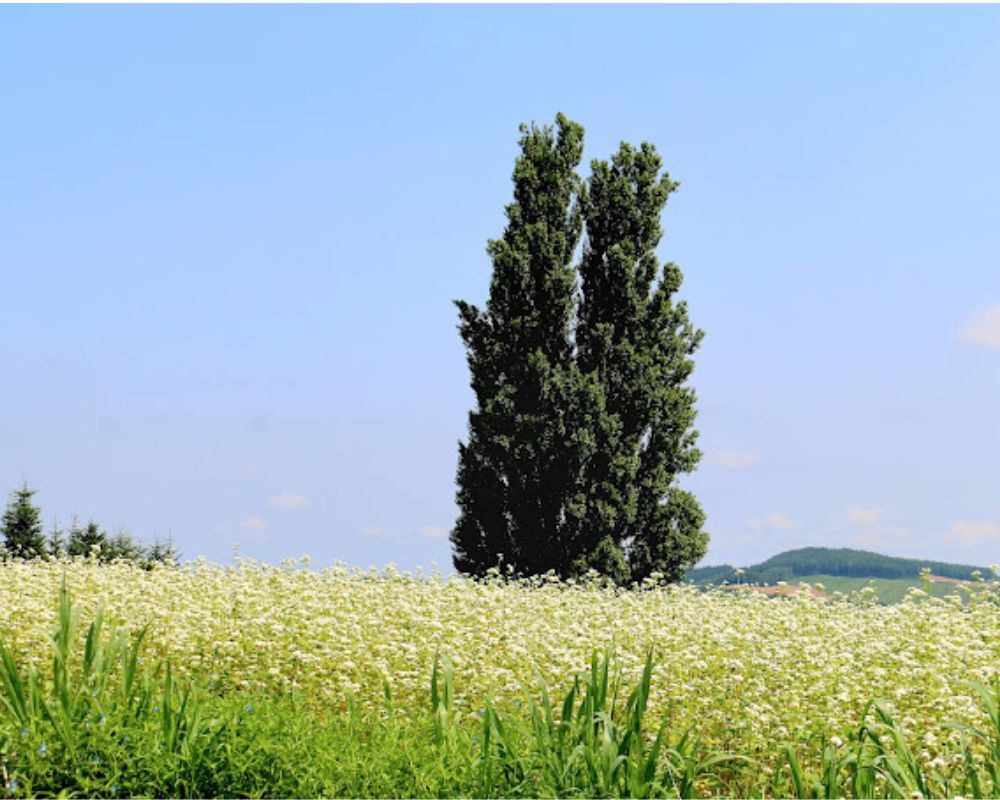 Tree of Ken and Mary | Japan Insider